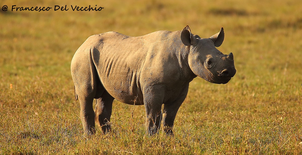 Giovane Rinoceronte Nero