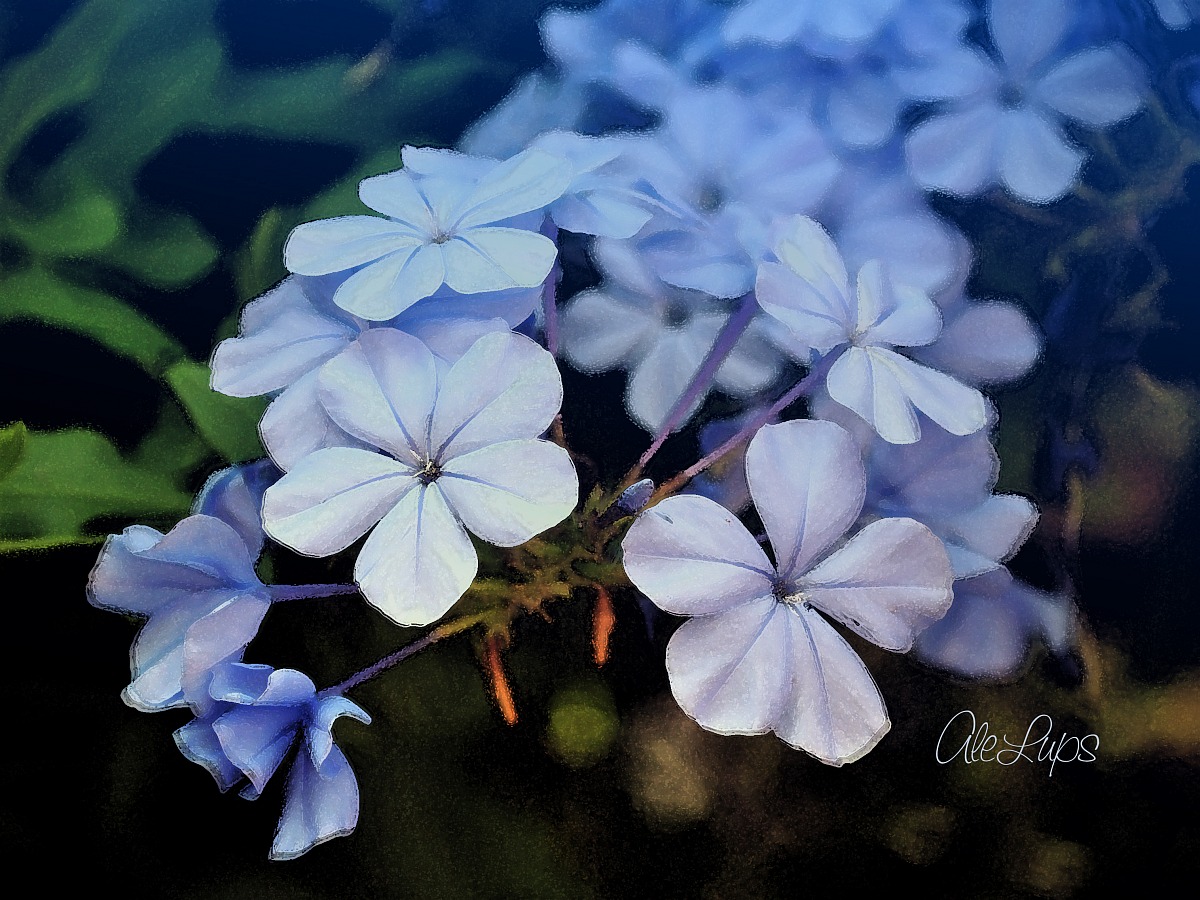 sogno di fiori e di atmosfere soffuse