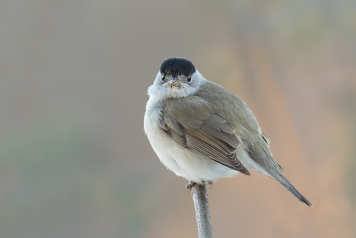 Blackcap