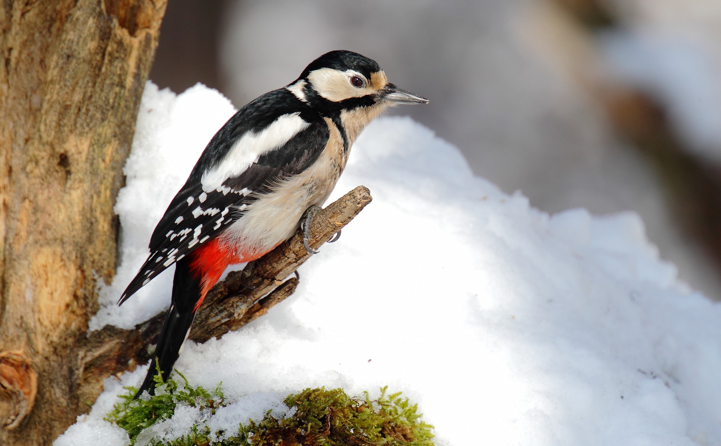 Picchio rosso maggiore femmina..luce fantastica!