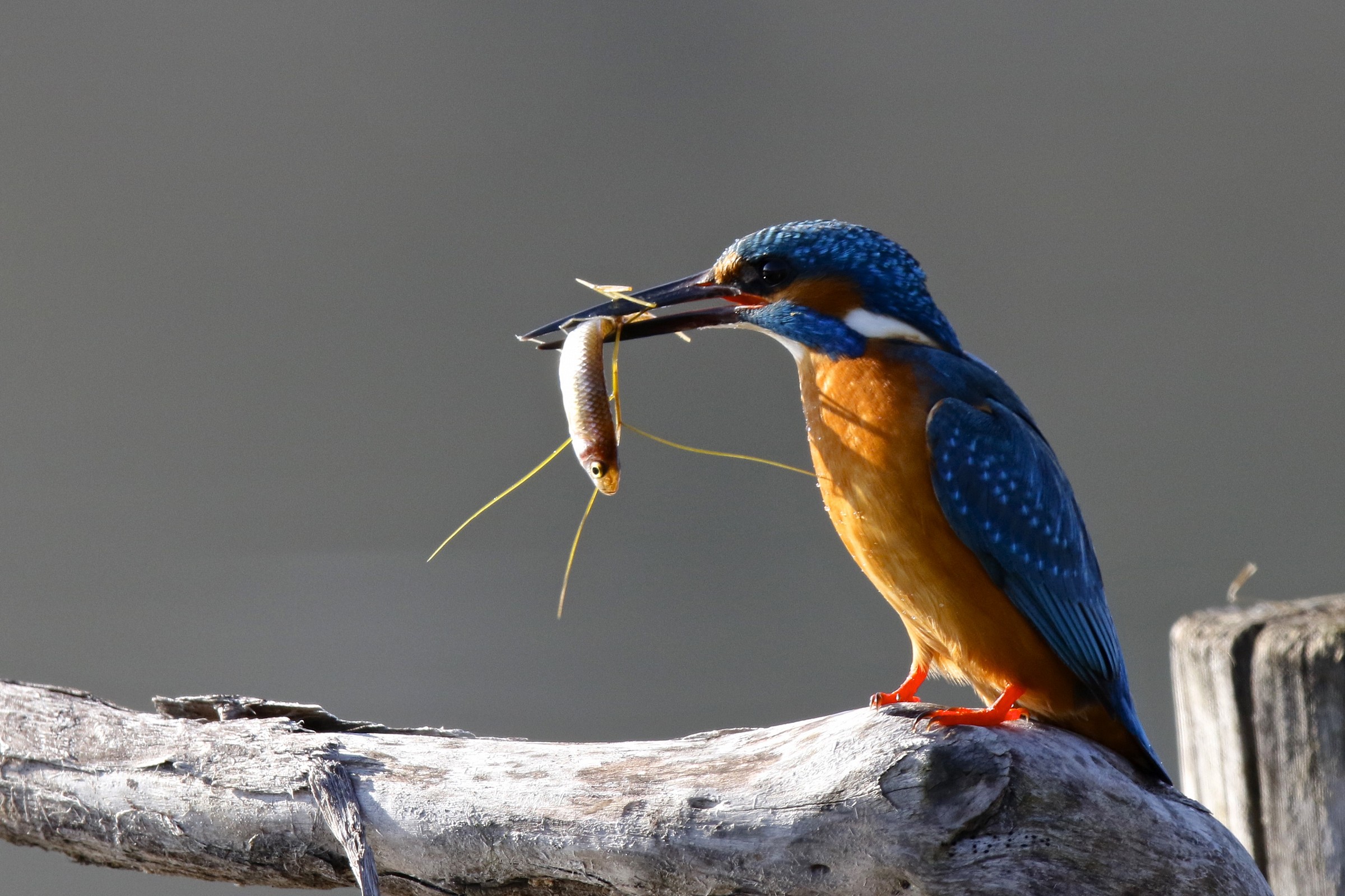 Kingfisher