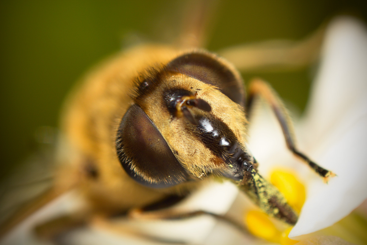 Apis mellifera