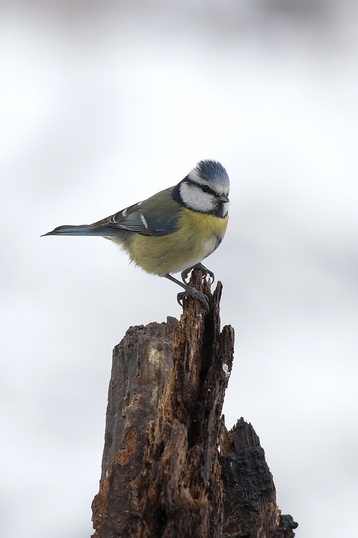 .... And that what you want !?