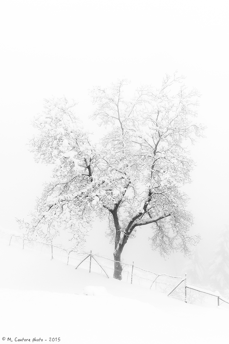 Solo, in silenzio tra nebbia e neve