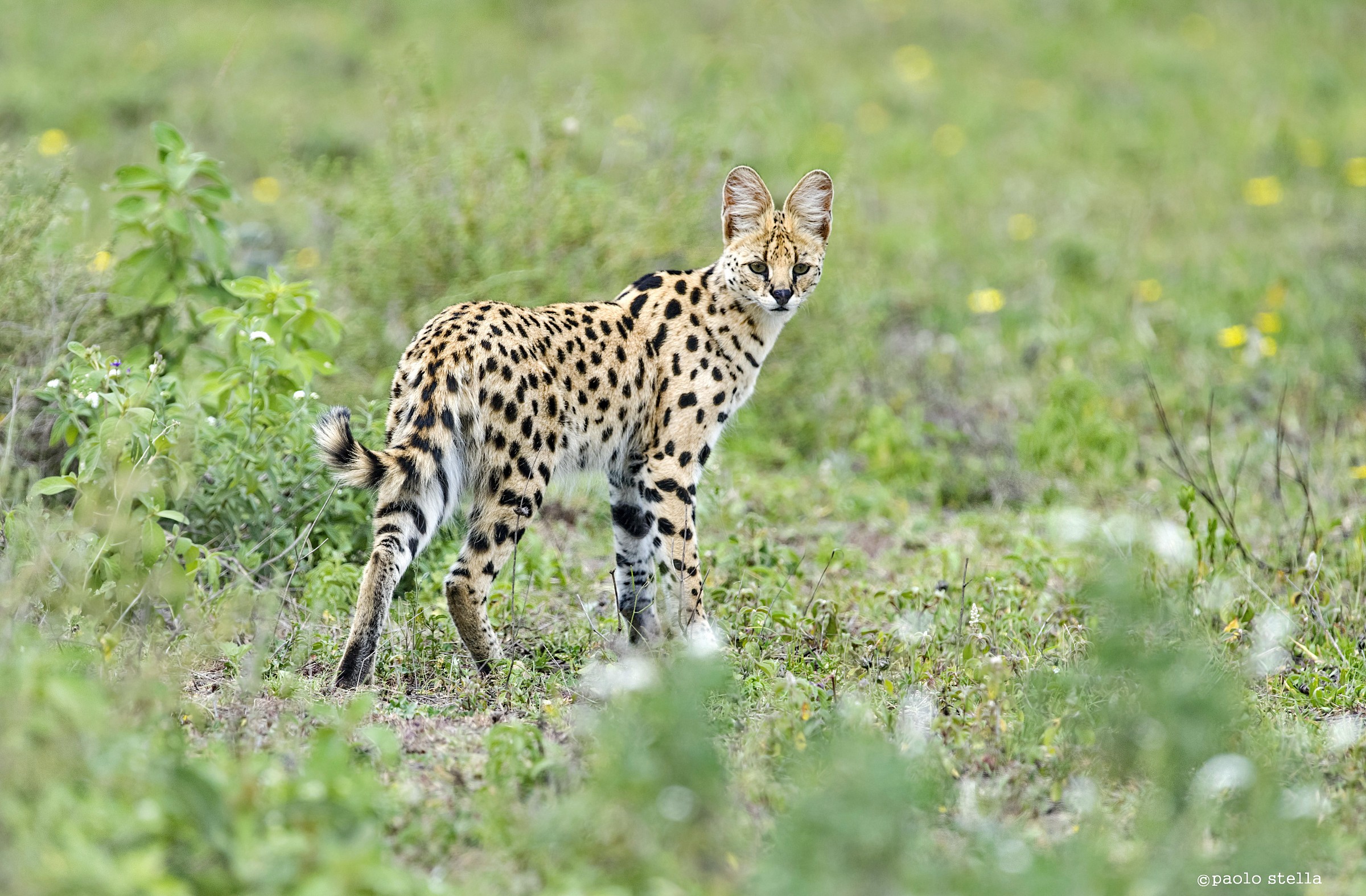 the serval