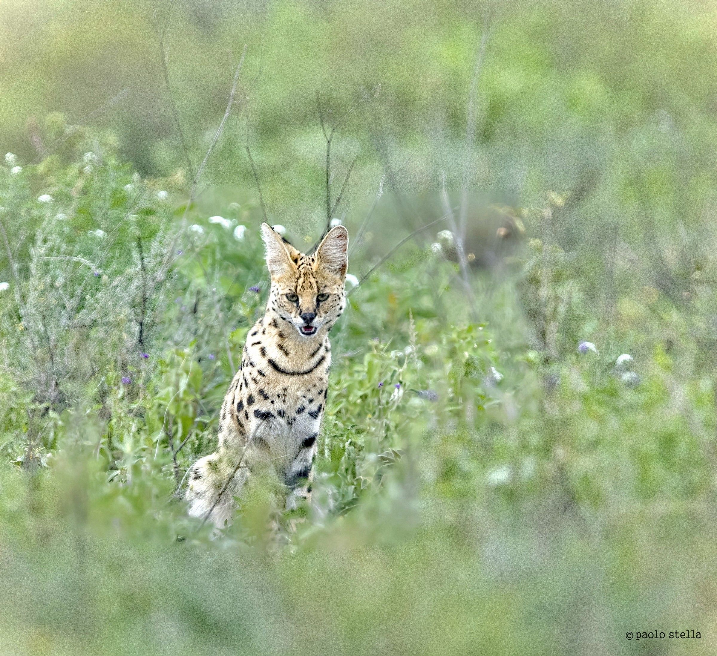 serval