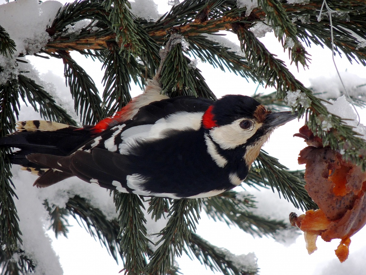 picchio rosso maggiore