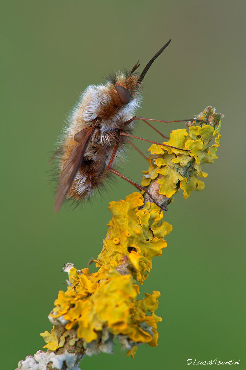 Bombylius major