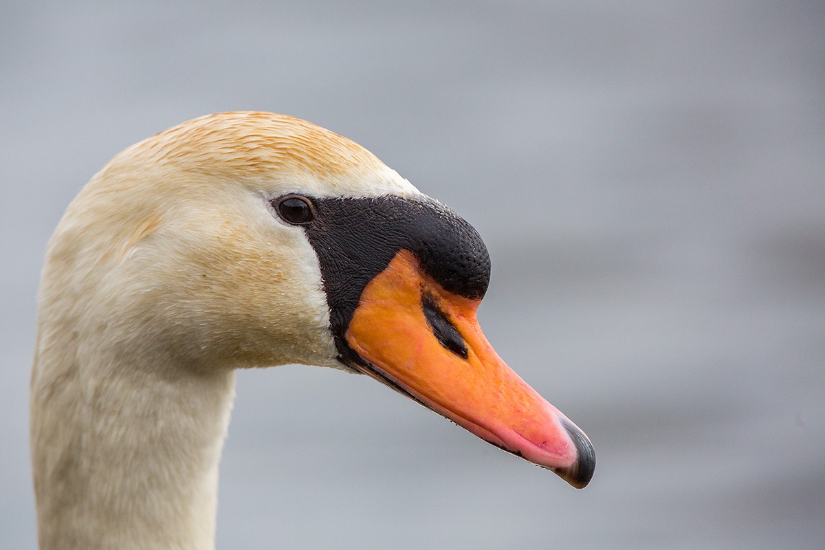 Cigno reale ritratto