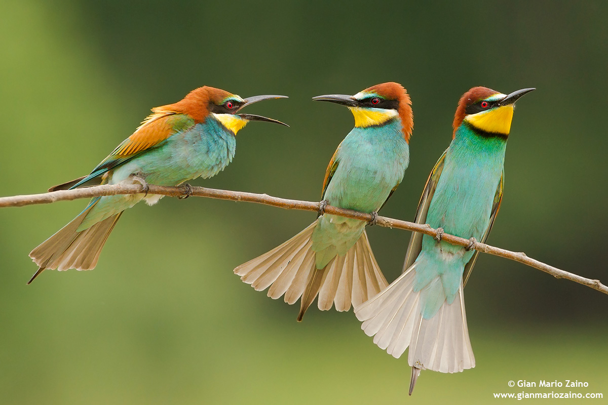 Merops apiaster / Gruccione