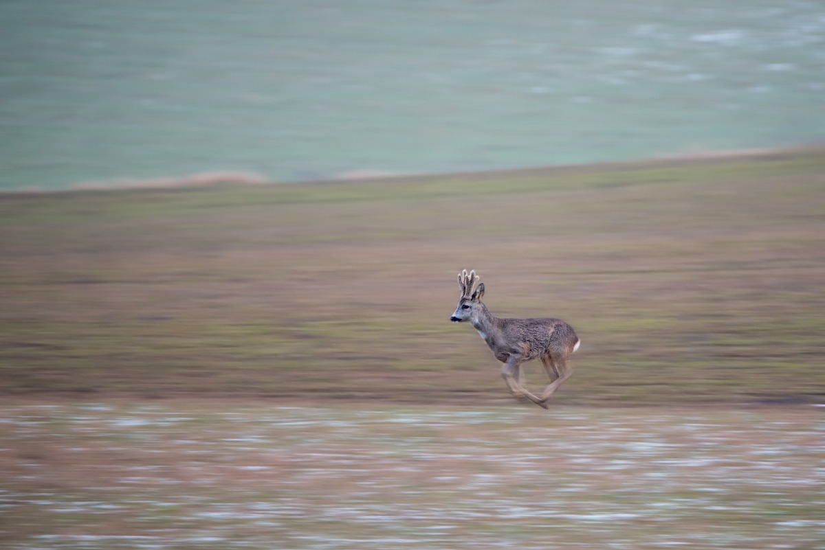 Roe Deer Panning