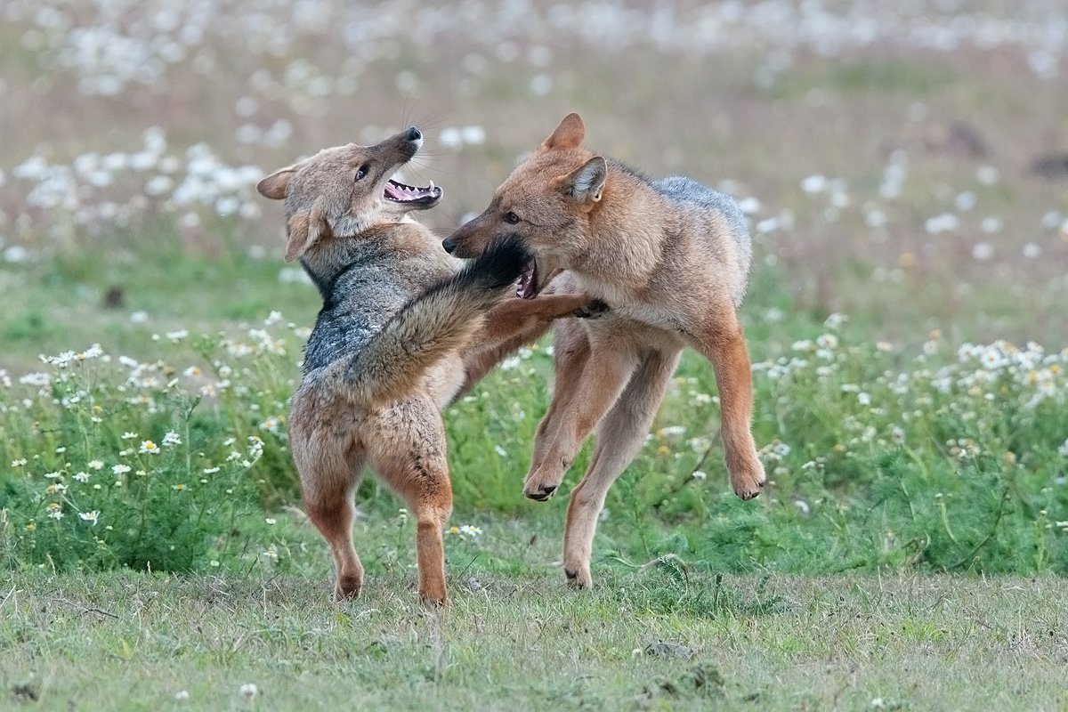 Andean fox (Lycalopex culpaeus)