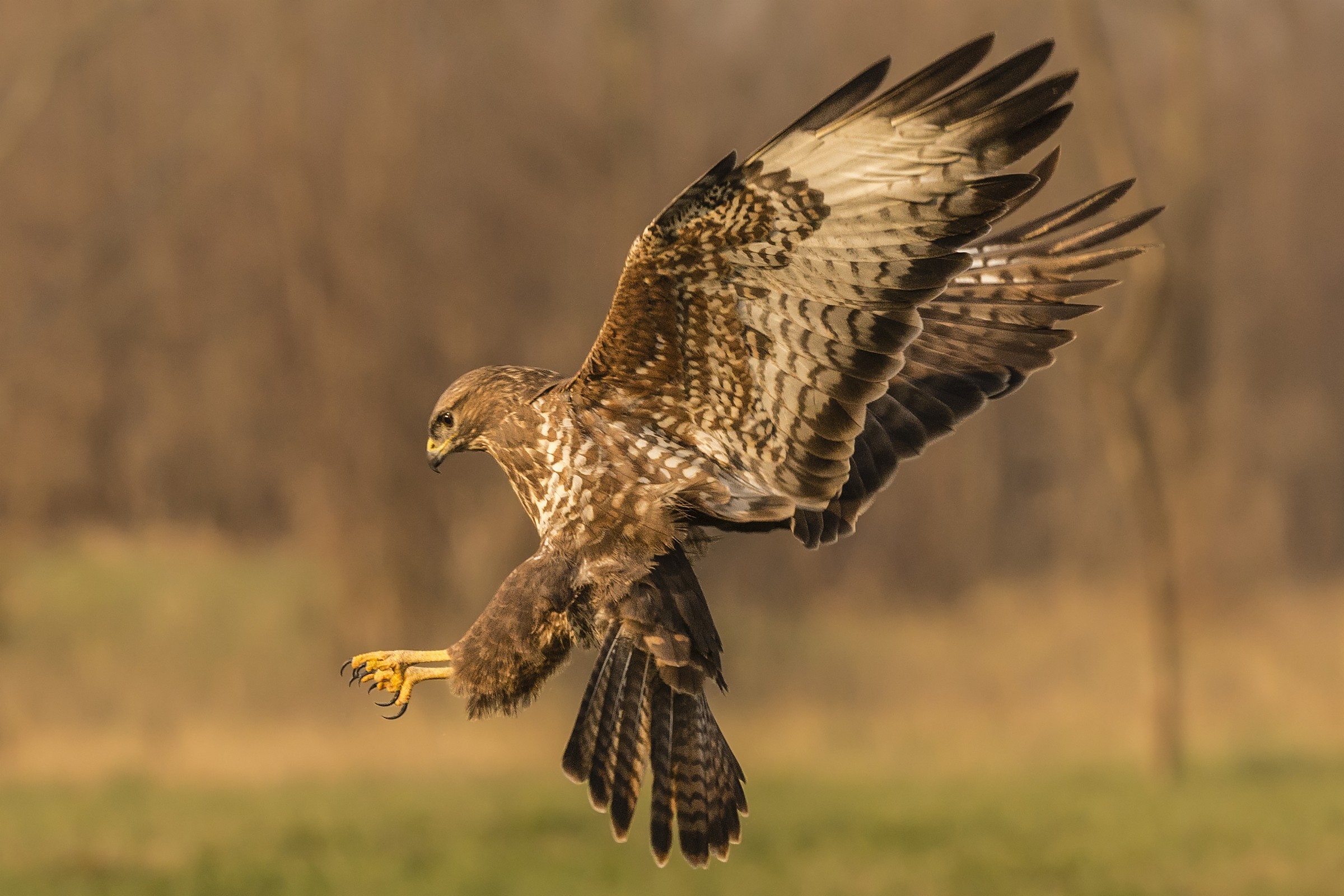 Alla scoperta della poiana....