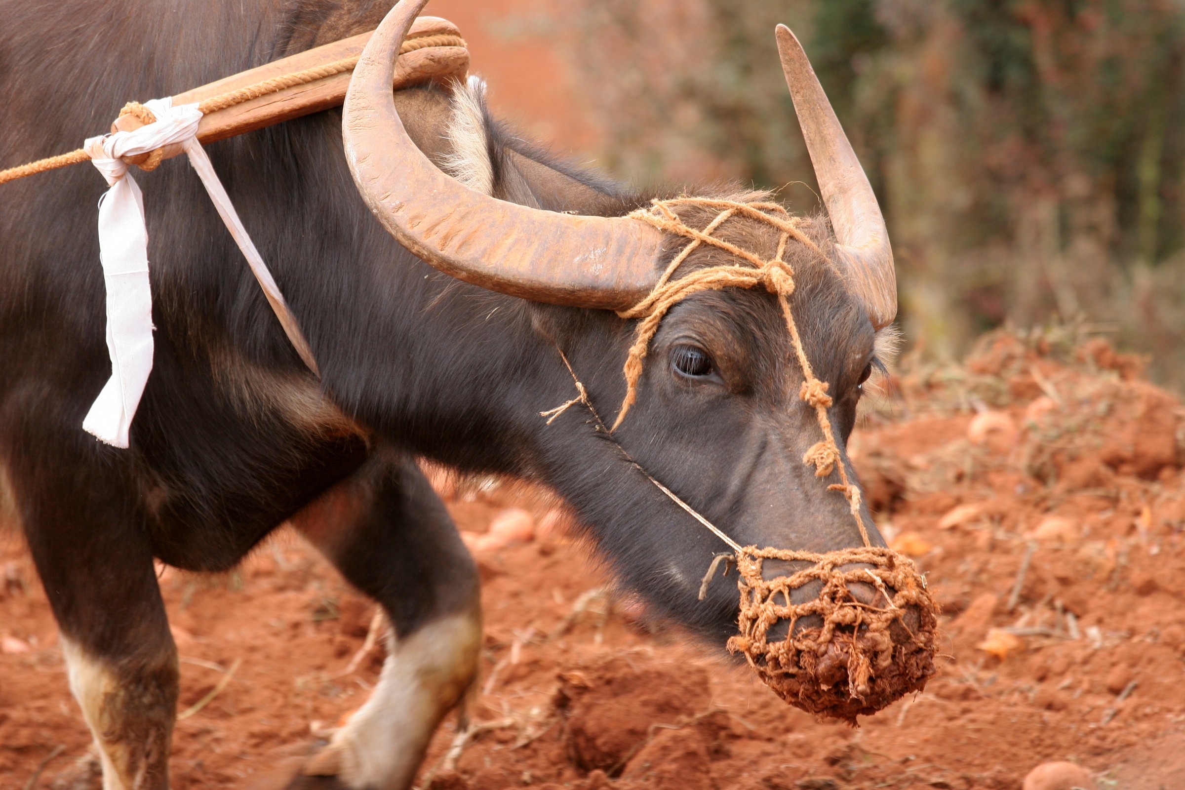 Terre Rosse - Yunnan