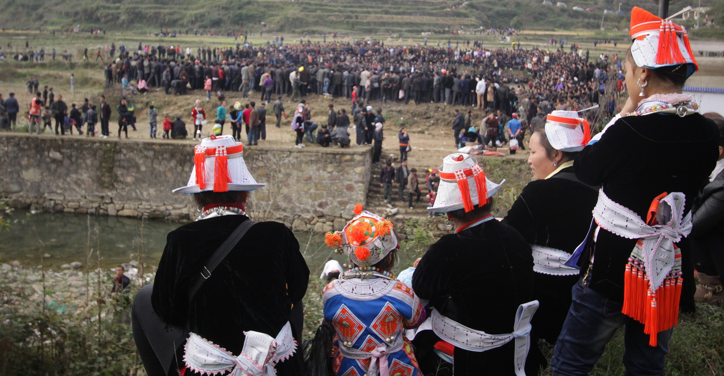 Combat animal-Yunnan