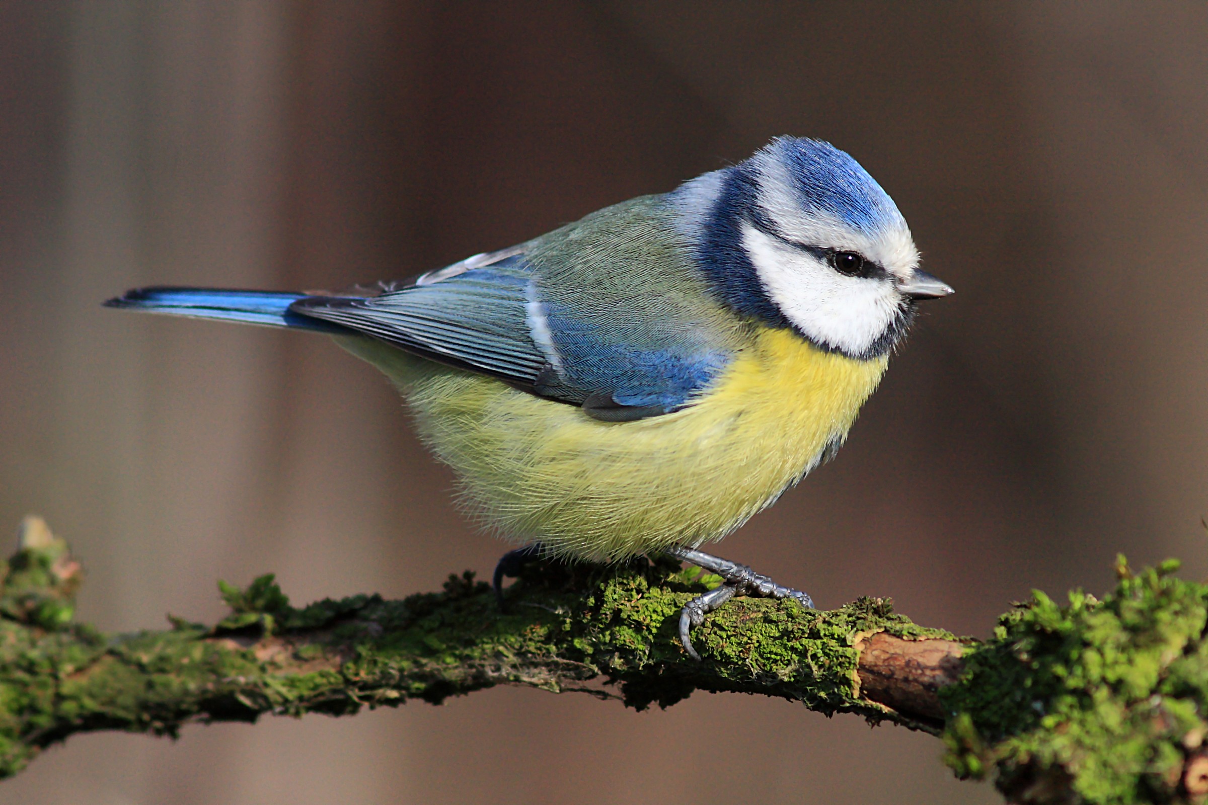 Cinciarella su posatoio