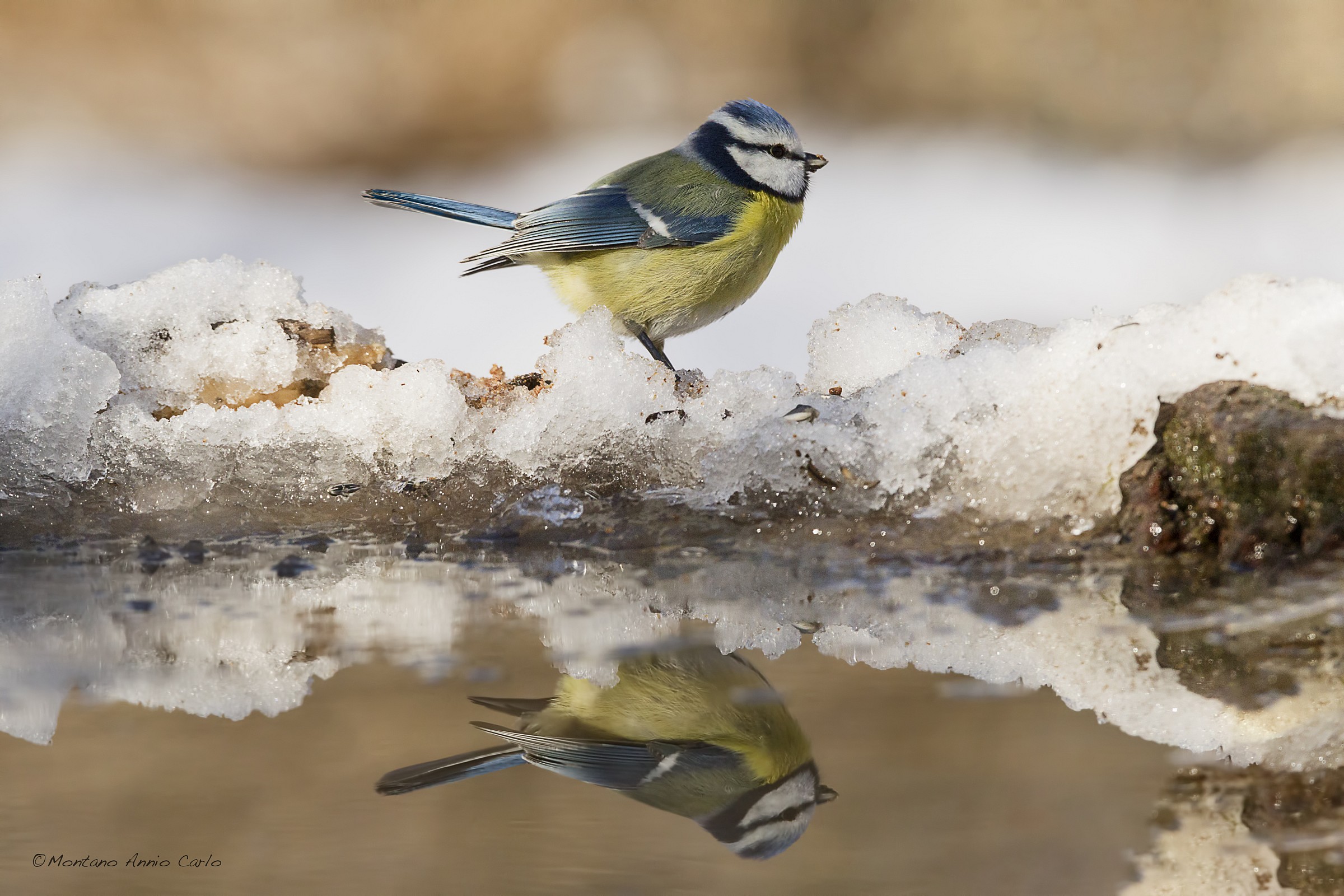 cinciarella riflessa