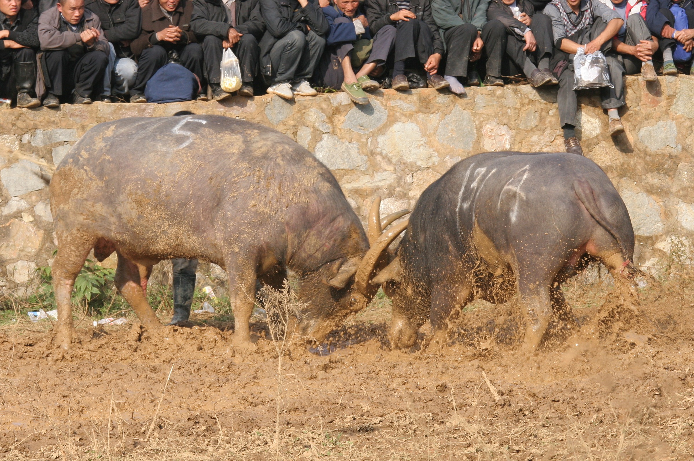 Other animal-fighting Yunnan