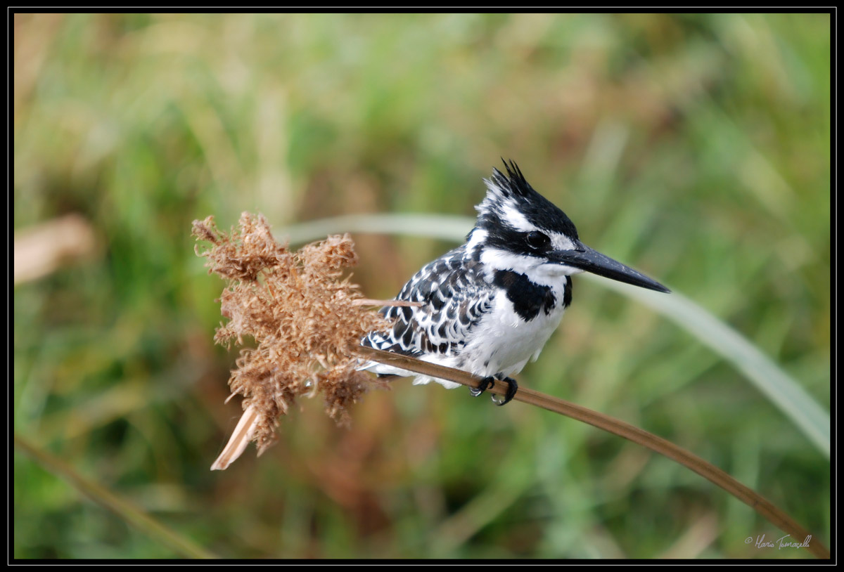 Pied Kingfisher - Amboseli National Park (Kenya)