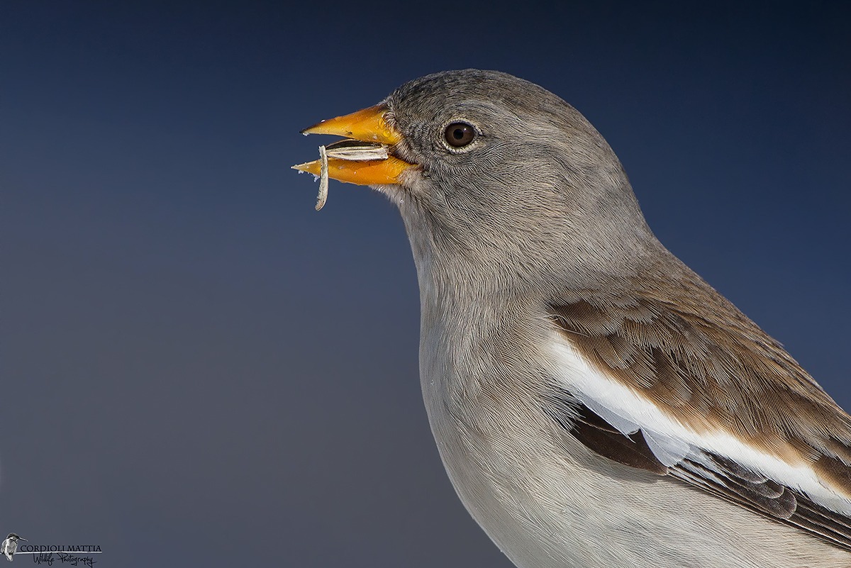 Fototessera al Fringuello Alpino