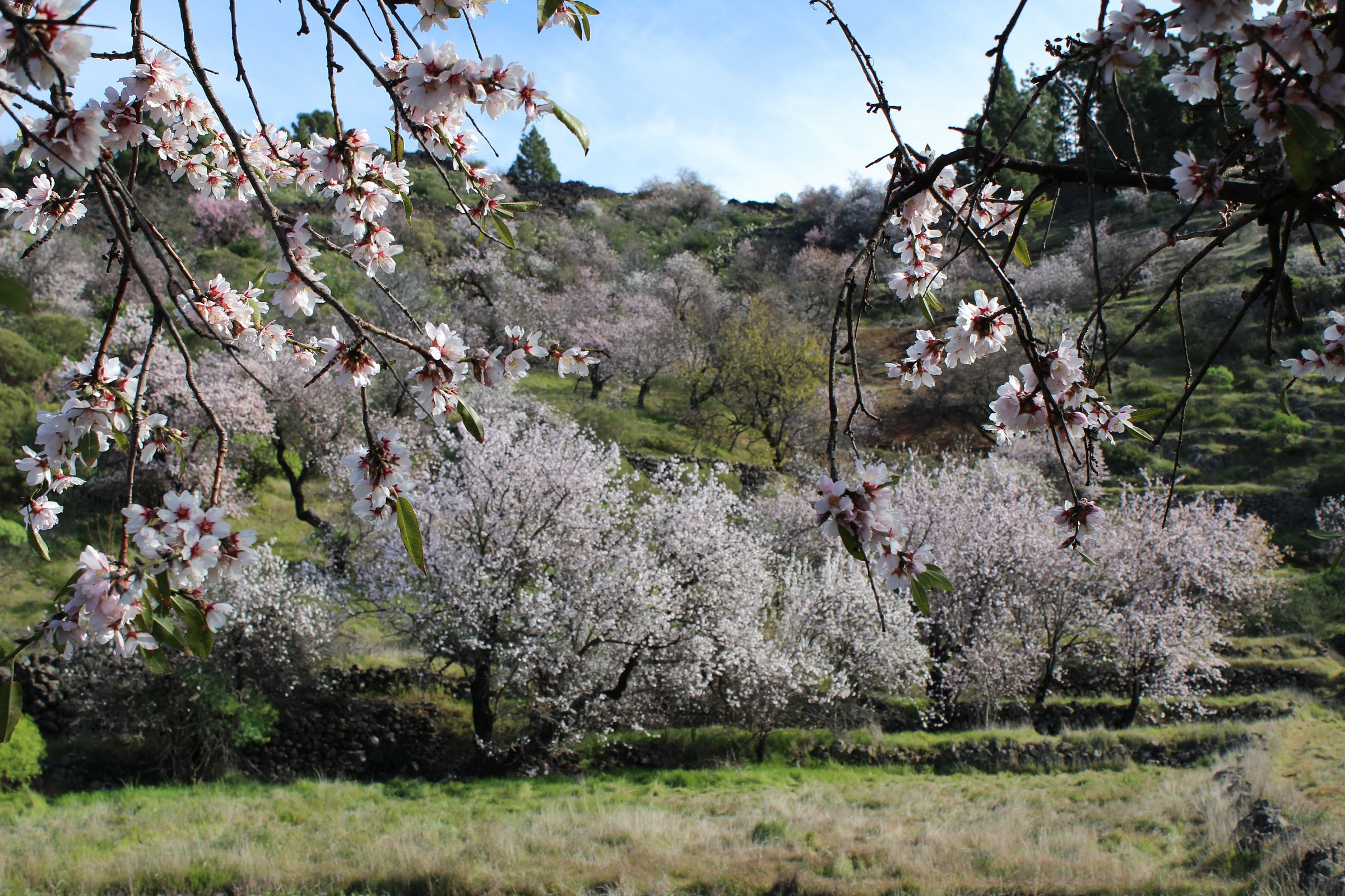 Tenerife-almond trees in bloom