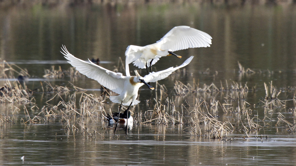 Spatole in atterraggio