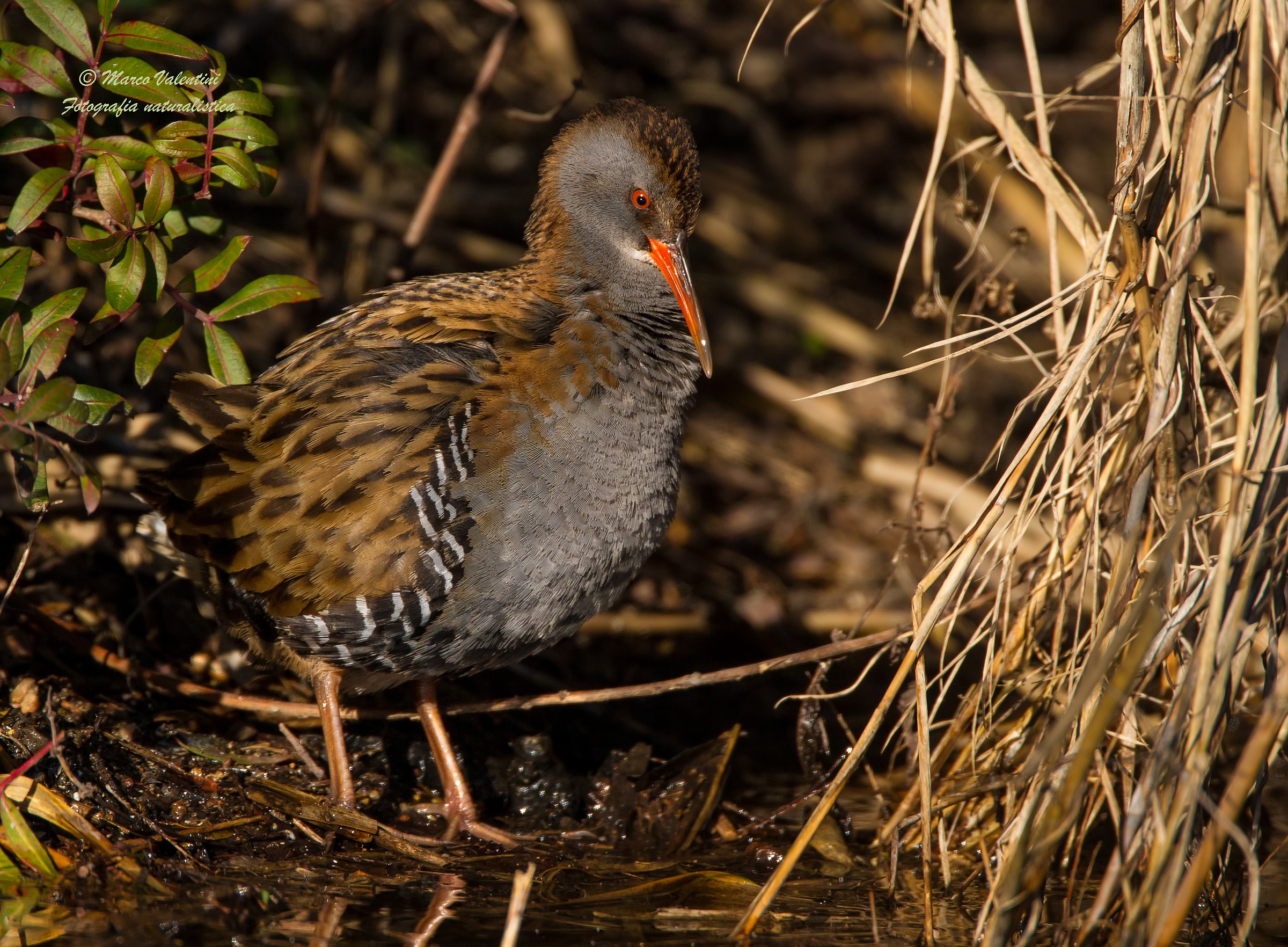 As we like to hide ...