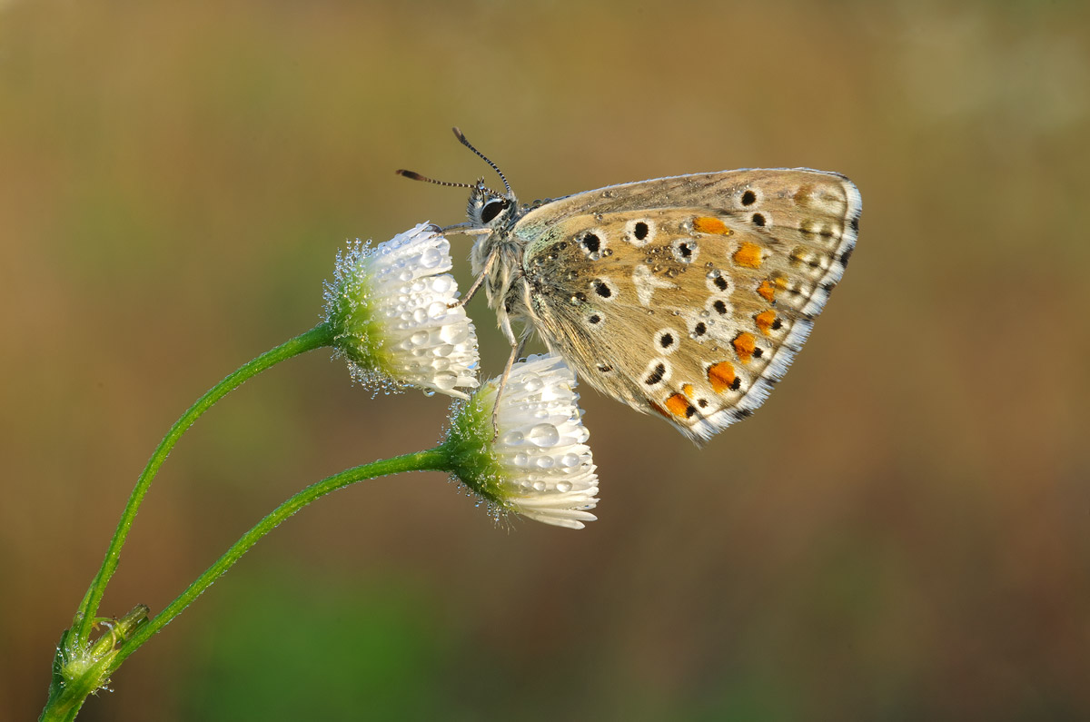 Two flowers and a butterfly