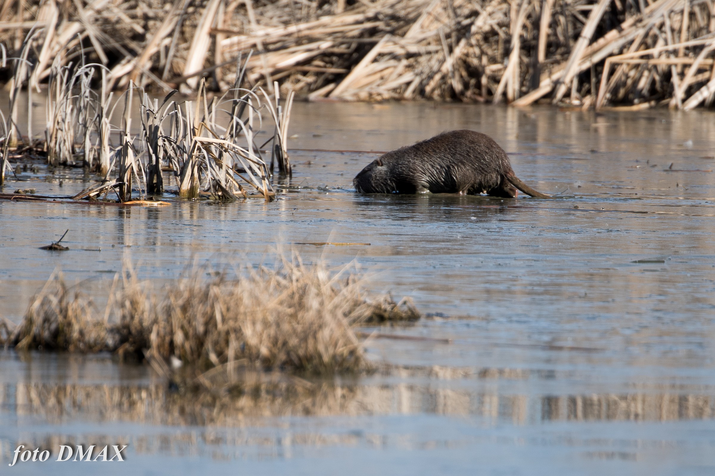 proviamo a pattinare...