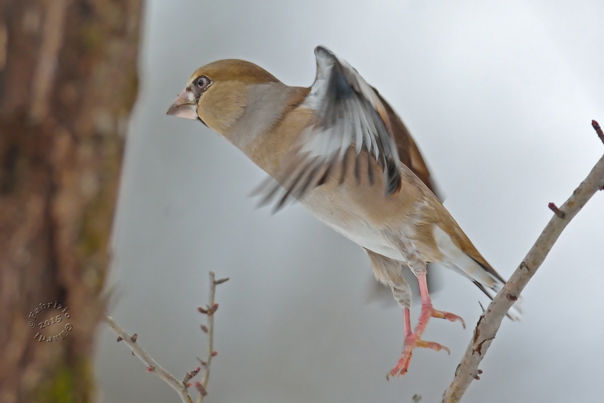 Frosone (f) .............in partenza....!!!!!