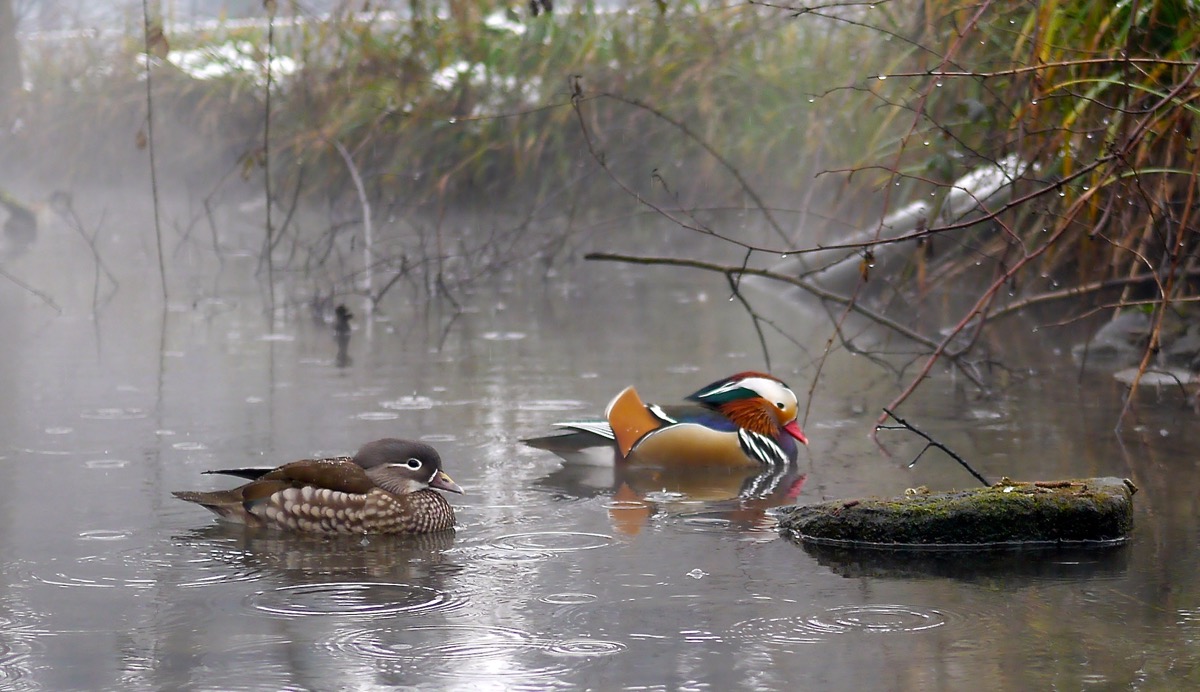 Anatra Mandarina M e F