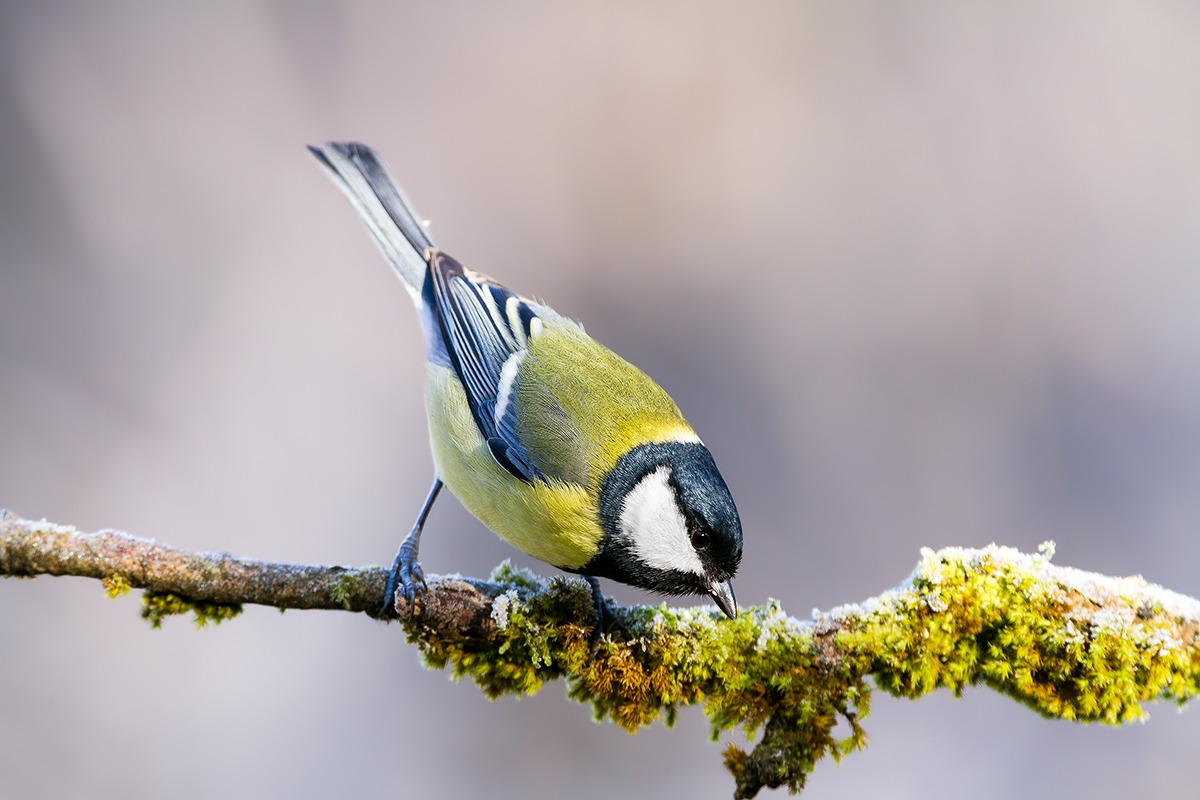Great Tit