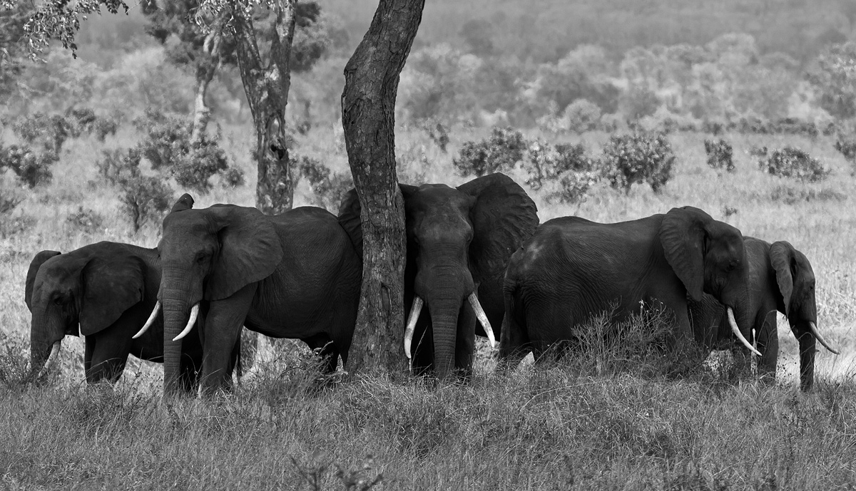 Elephants in black & white