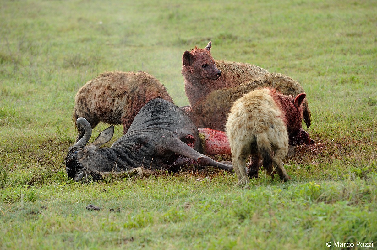 L'attacco delle iene_2