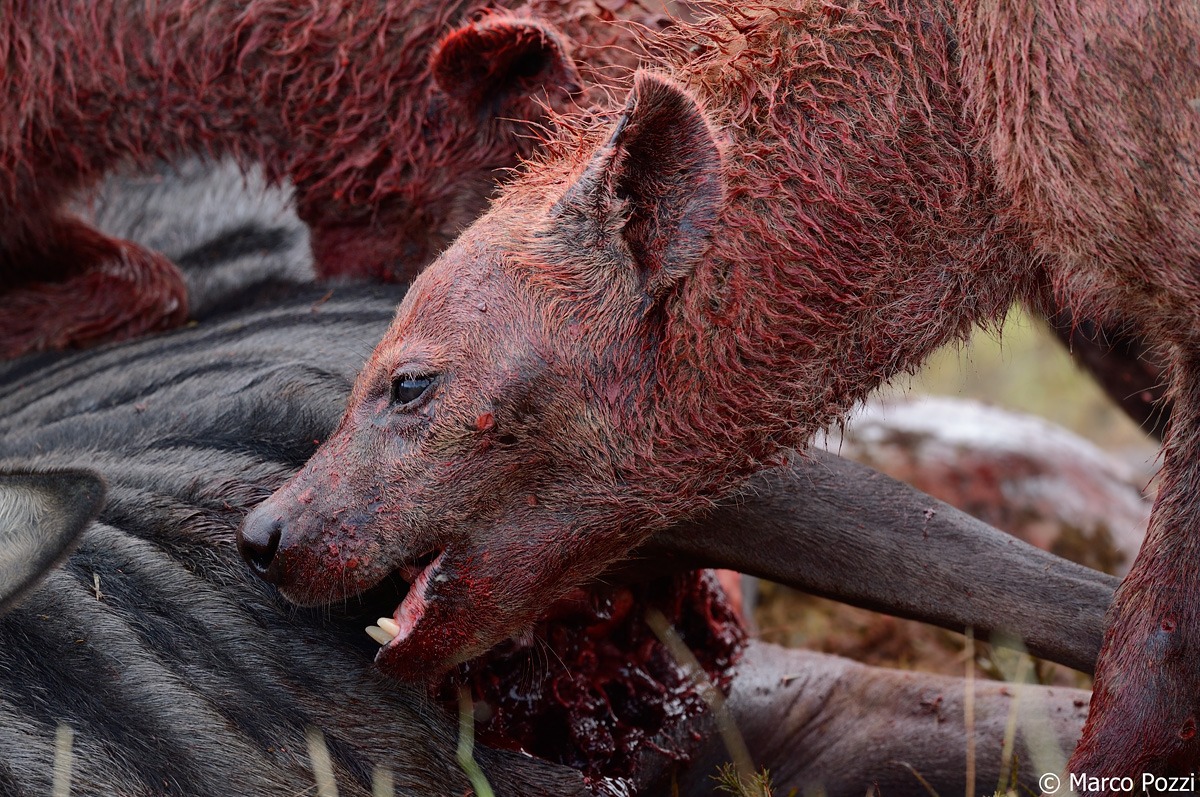 L'attacco delle iene_5