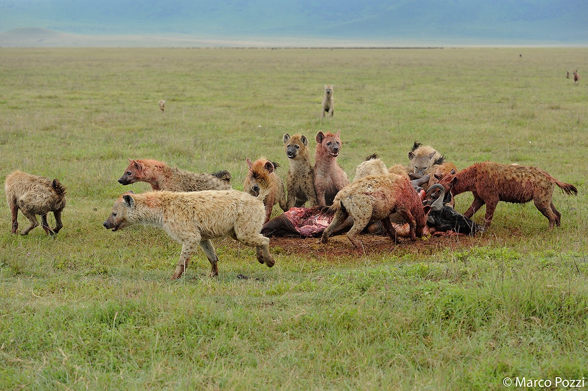 L'attacco delle iene_6