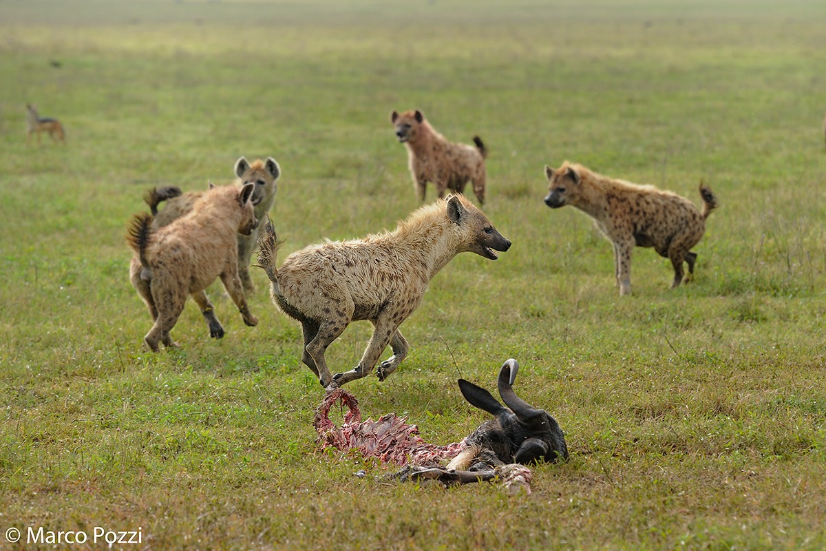 The attack of iene_7