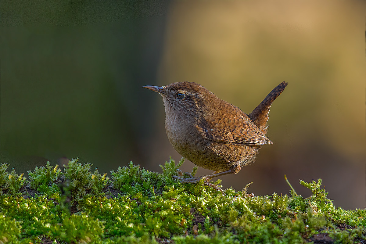 wren