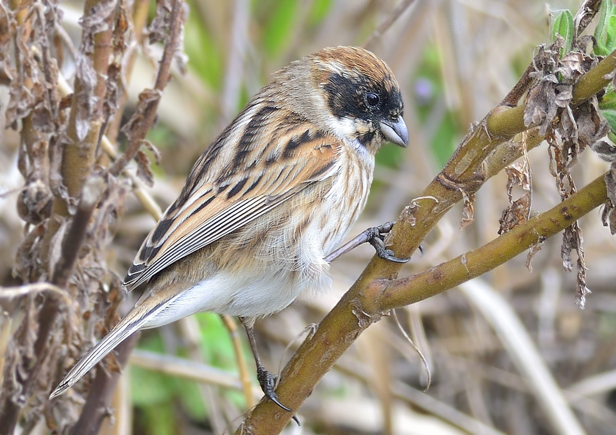 Migliarino di palude