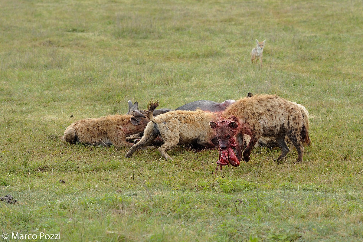 The attack of iene_3