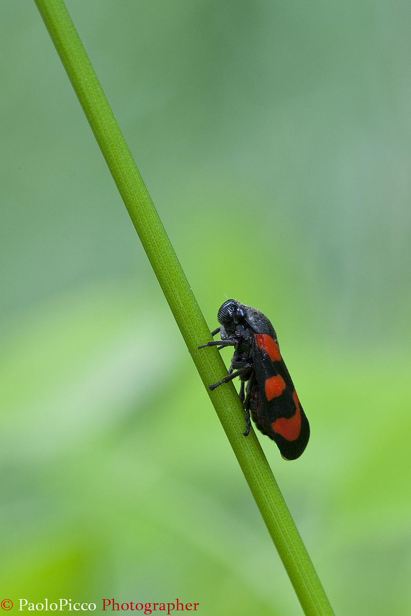 Hemiptera