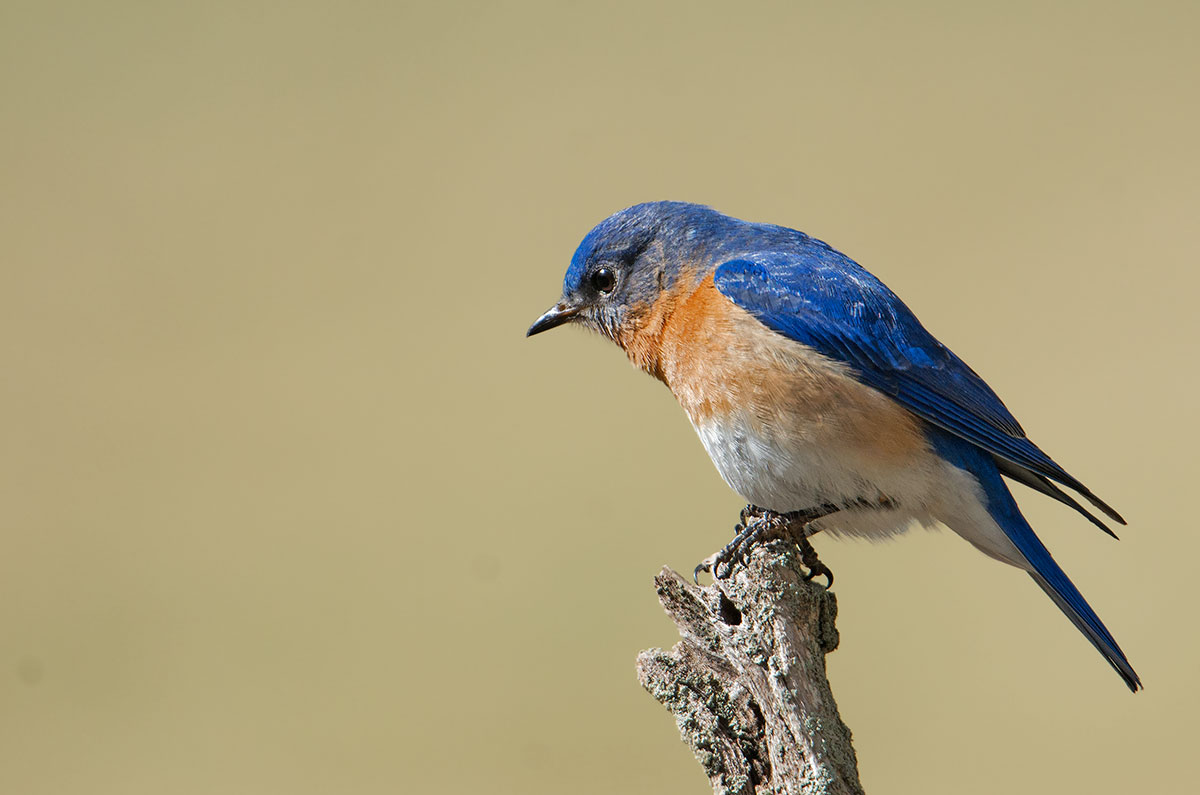 Eastern Bluebird
