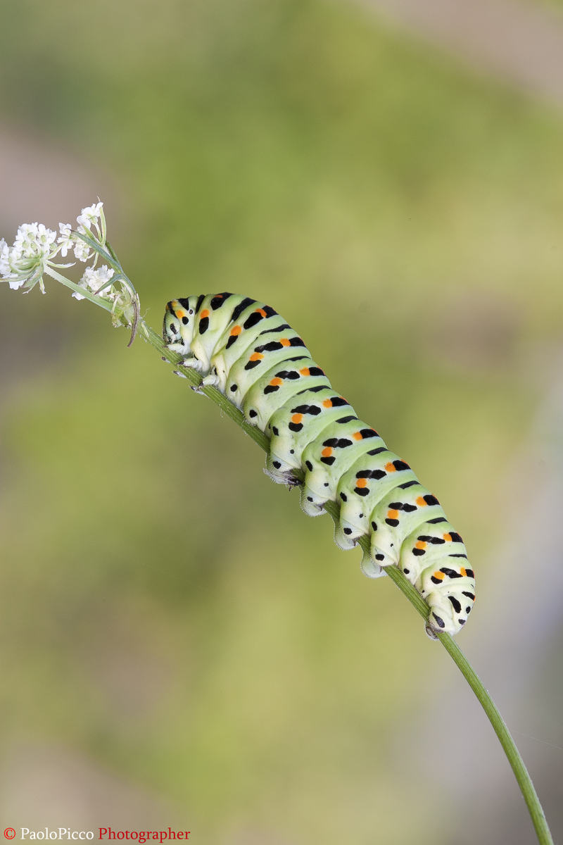 Swallowtail caterpillar