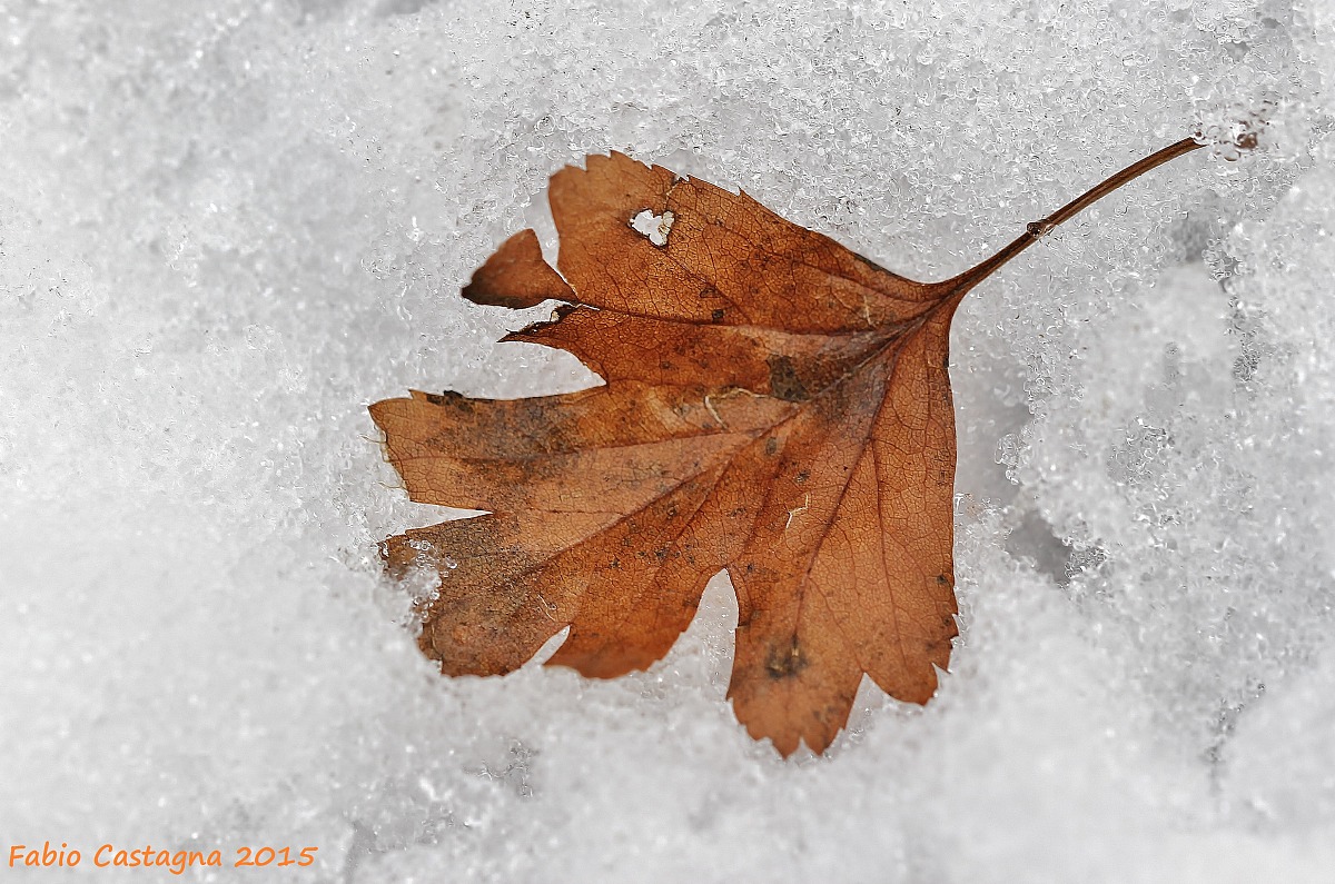 On that bed of snow ...
