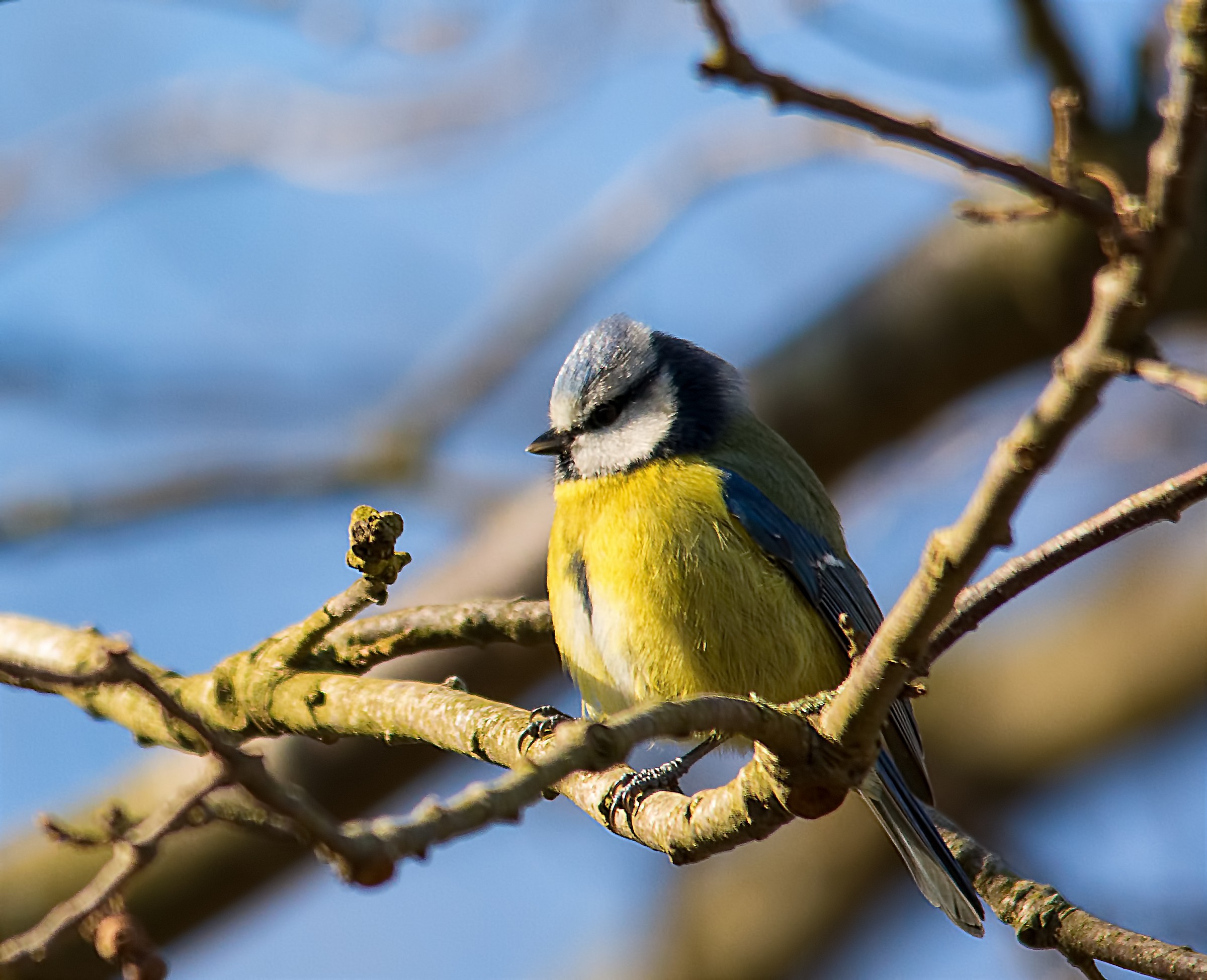 Tit in the sun .... campaigns Scansano