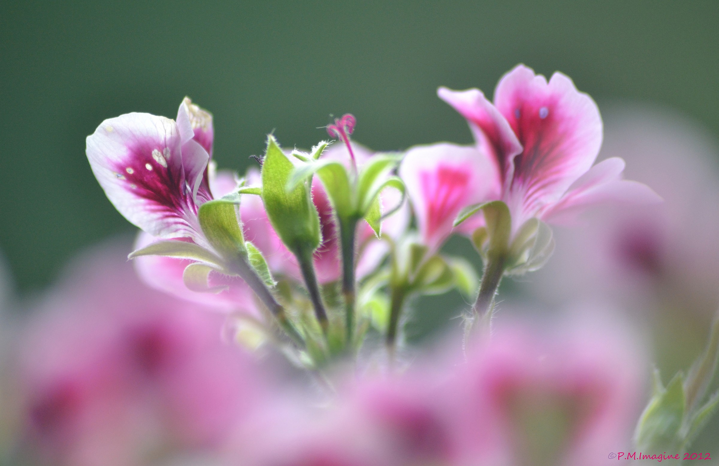 Pelargonium Macranta