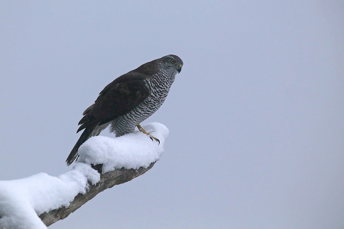 goshawk
