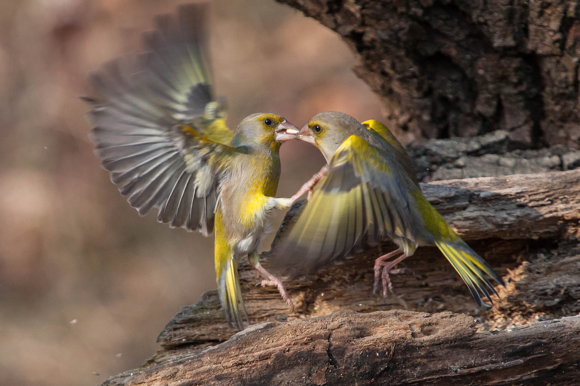 Il bacio...non d'amore