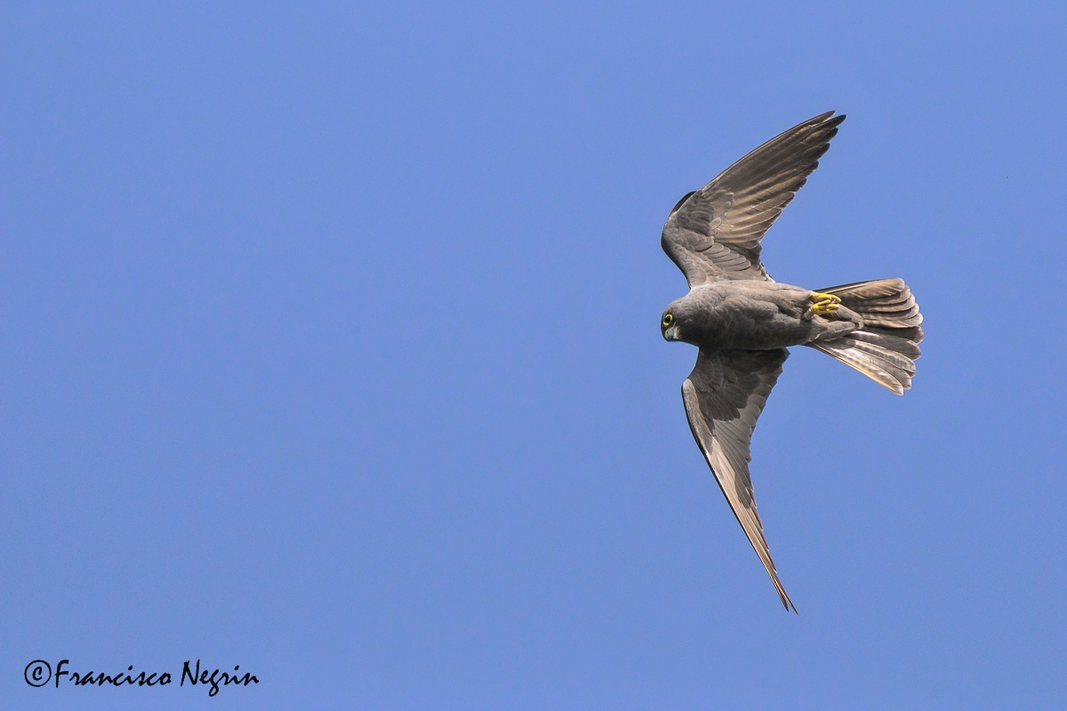 Eleonora's falcon (  dark morf  )
