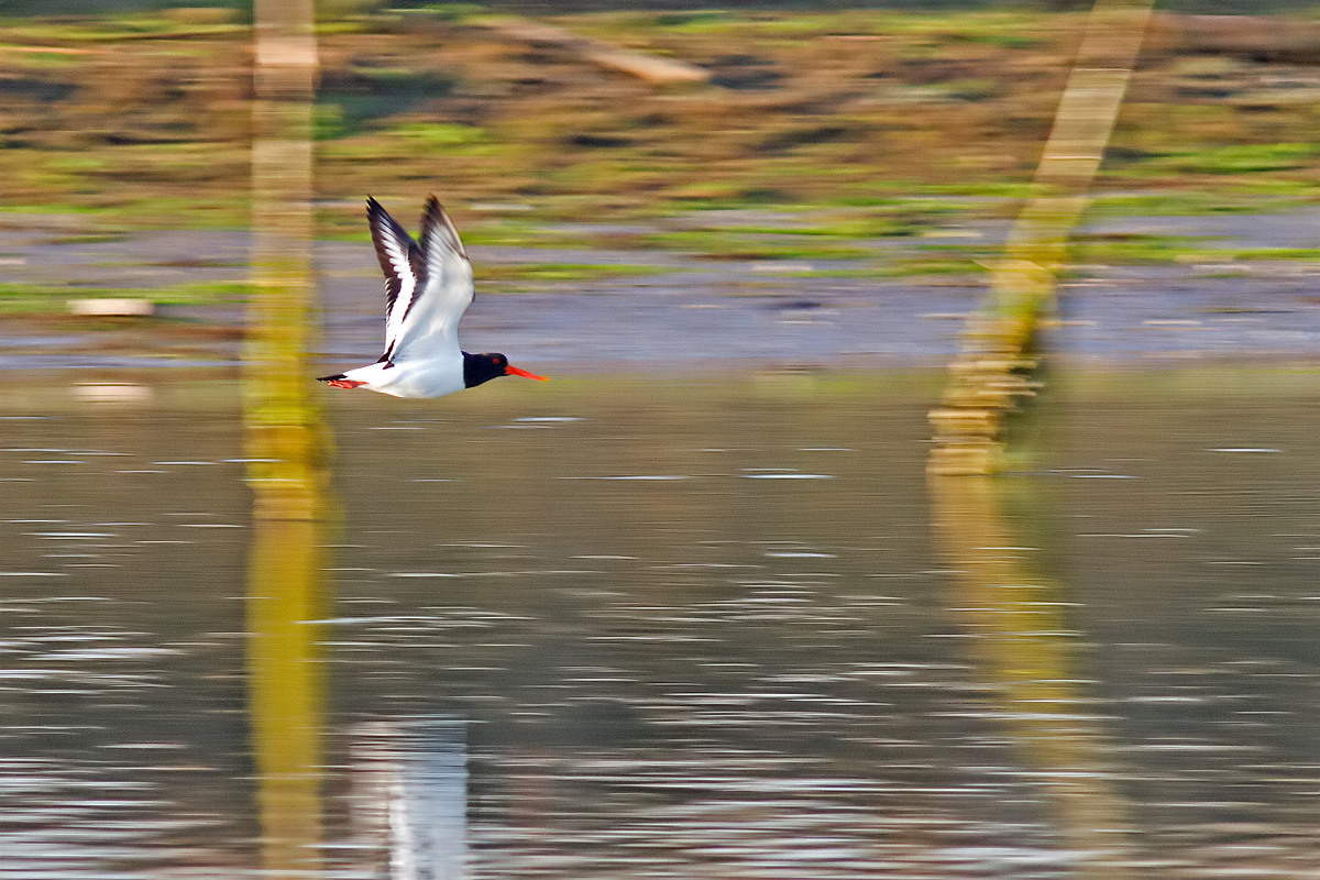 li volo della beccaccia